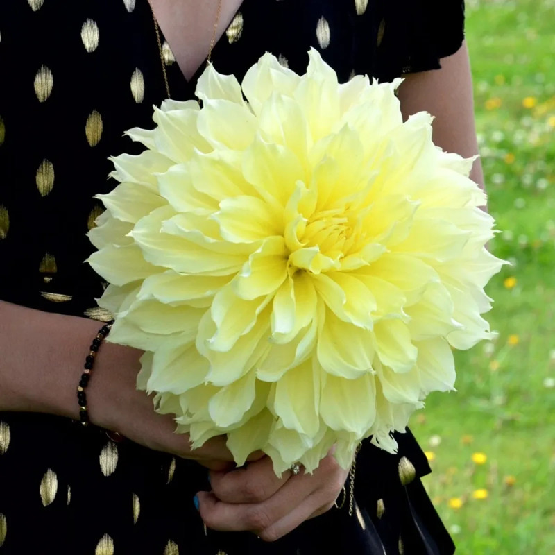 Dahlia décoratif 'Kelvin Floodlight' - Dahlia | Achat producteur