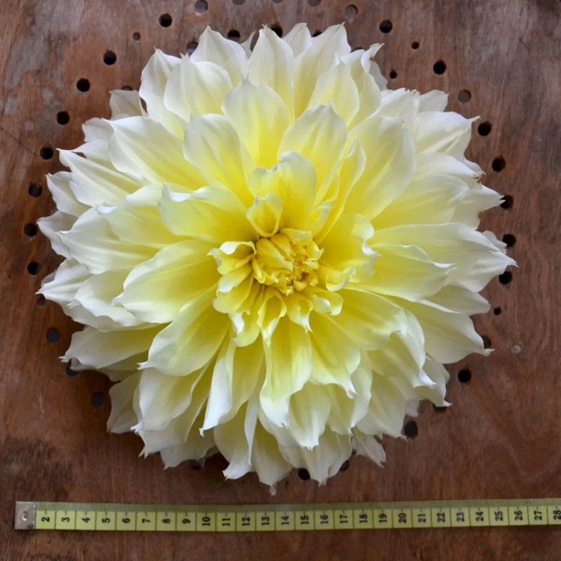 Dahlia décoratif 'Kelvin Floodlight' - Dahlia | Achat producteur