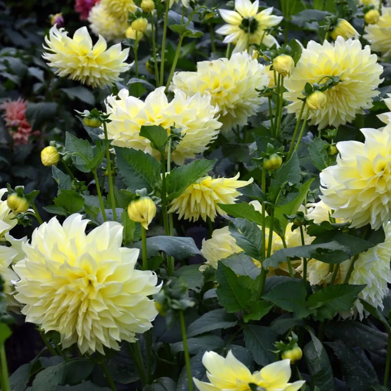 Dahlia décoratif 'Kelvin Floodlight' - Dahlia | Achat producteur