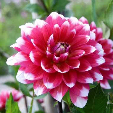 Dahlia décoratif 'Milk Shake' - Dahlia | Achat direct au producteur