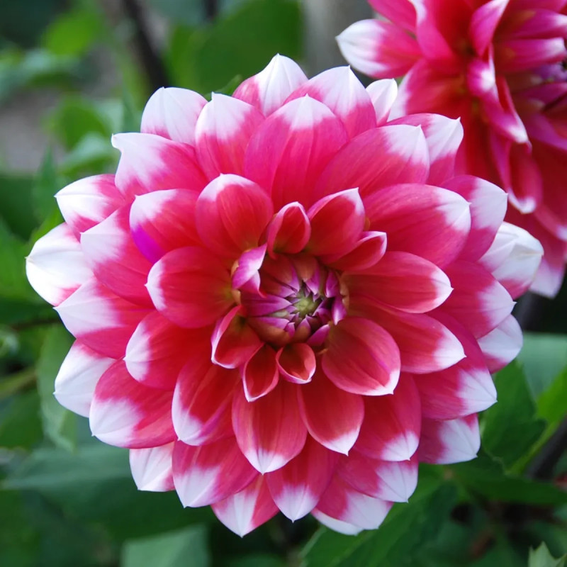 Dahlia décoratif 'Milk Shake' - Dahlia | Achat direct au producteur
