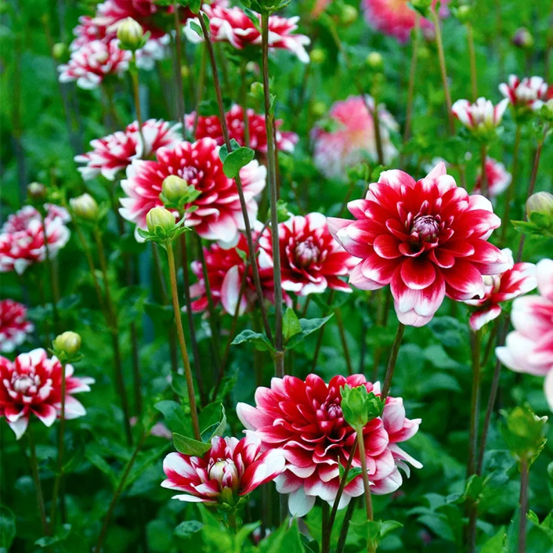 Dahlia décoratif 'Milk Shake' - Dahlia | Achat direct au producteur