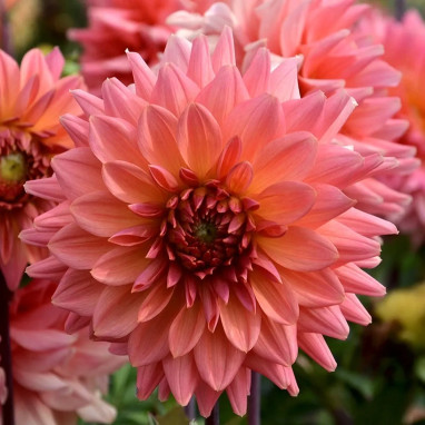 Dahlia décoratif 'Namibia' - Dahlia | Achat direct au producteur