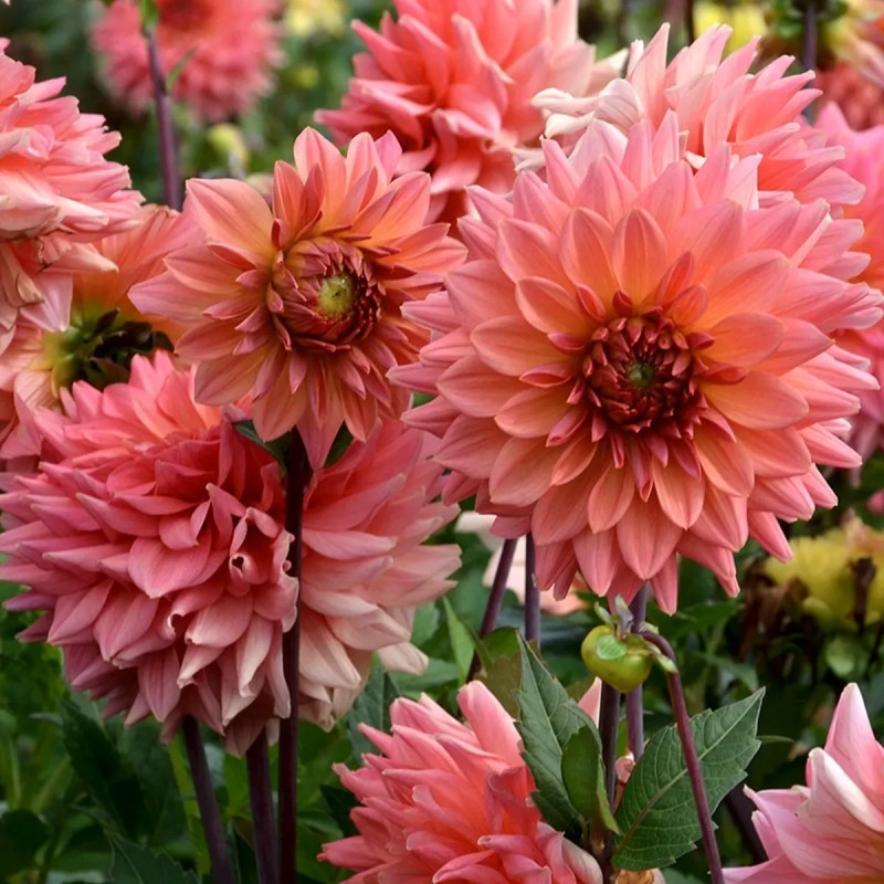 Dahlia décoratif 'Namibia' - Dahlia | Achat direct au producteur