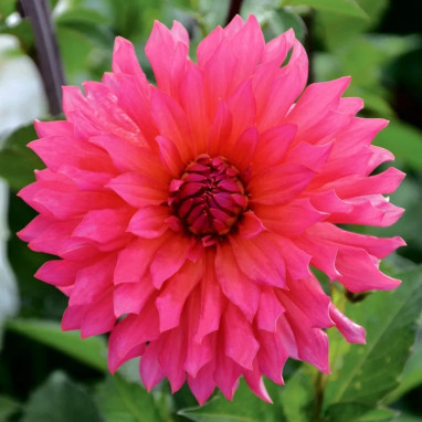 Dahlia décoratif 'Pink Punk' - Dahlia | Achat direct au producteur