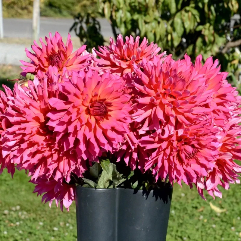 Dahlia décoratif 'Pink Punk' - Dahlia | Achat direct au producteur