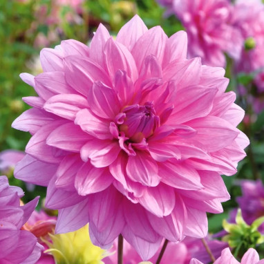 Dahlia décoratif 'Minouche' - Dahlia | Achat direct au producteur