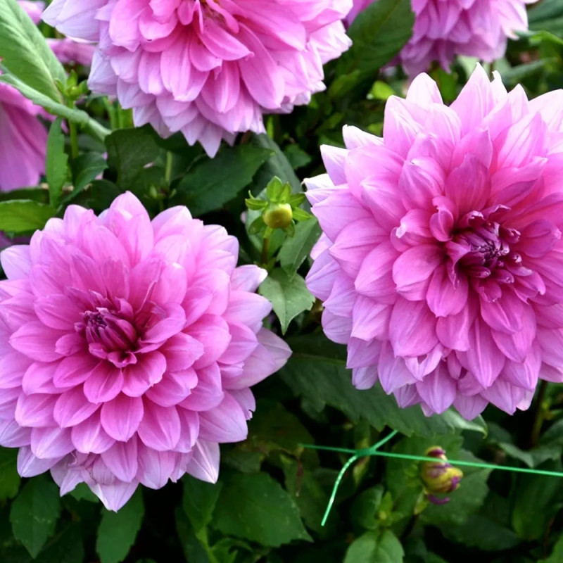 Dahlia décoratif 'Minouche' - Dahlia | Achat direct au producteur