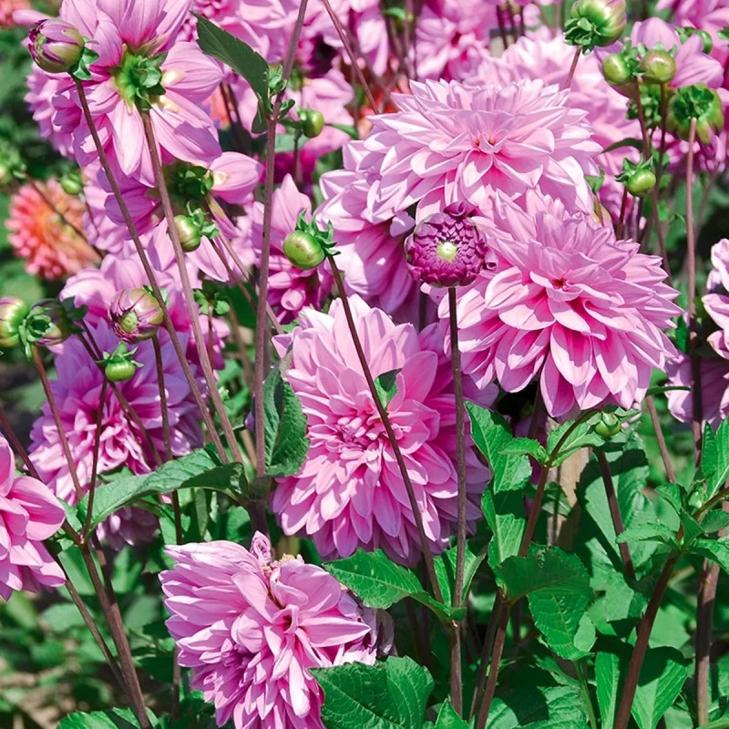 Dahlia décoratif 'Minouche' - Dahlia | Achat direct au producteur