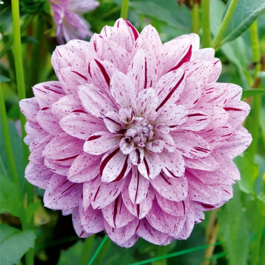 Dahlia décoratif 'Mistigris' - Dahlia | Achat direct au producteur