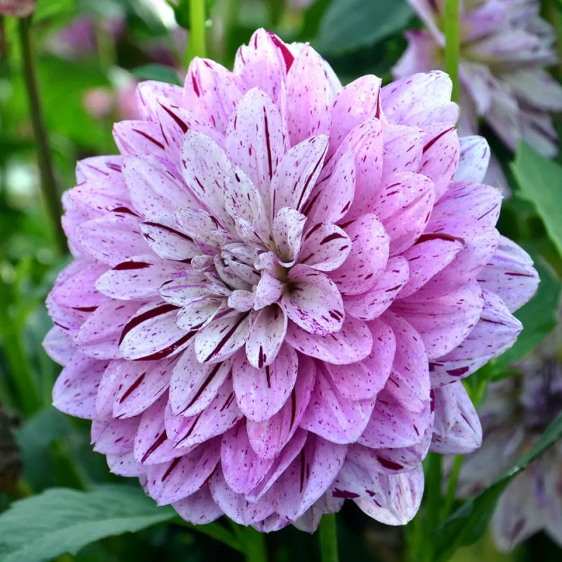 Dahlia décoratif 'Mistigris' - Dahlia | Achat direct au producteur