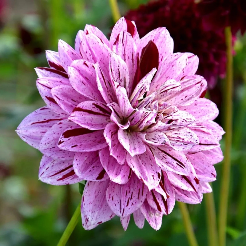 Dahlia décoratif 'Mistigris' - Dahlia | Achat direct au producteur
