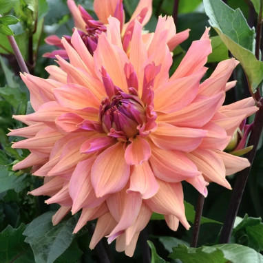 Dahlia décoratif 'Pashmina' - Dahlia | Achat direct au producteur