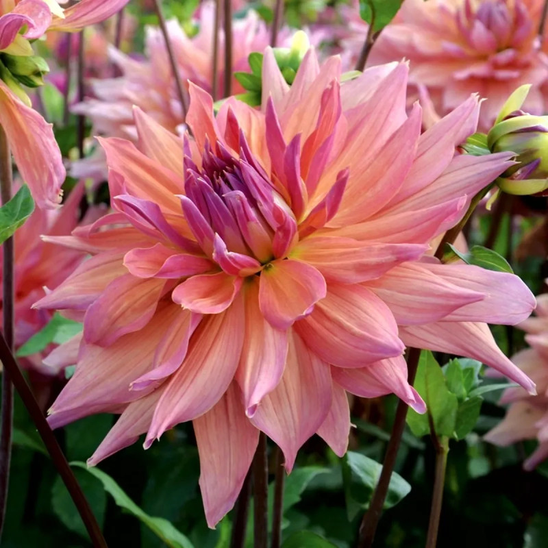 Dahlia décoratif 'Pashmina' - Dahlia | Achat direct au producteur