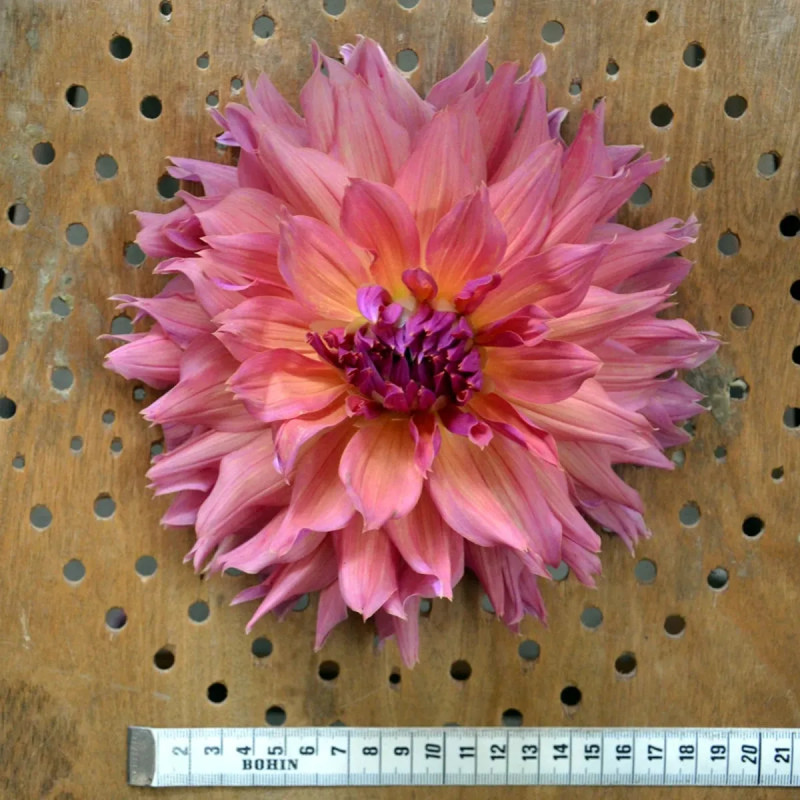 Dahlia décoratif 'Pashmina' - Dahlia | Achat direct au producteur