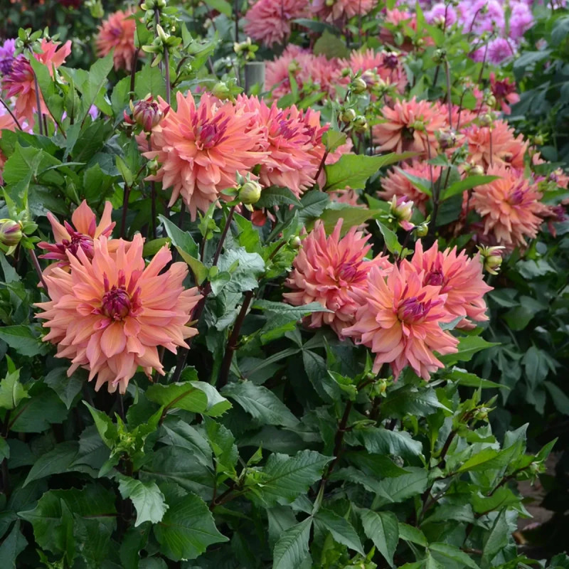 Dahlia décoratif 'Pashmina' - Dahlia | Achat direct au producteur