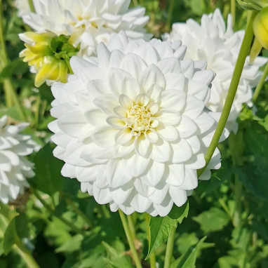 Dahlia décoratif 'Princesse Palatine' | Achat direct au producteur