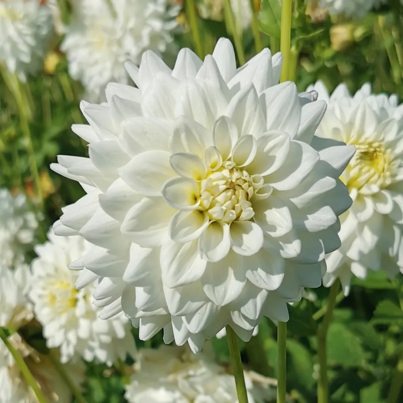 Dahlia décoratif 'Princesse Palatine' | Achat direct au producteur