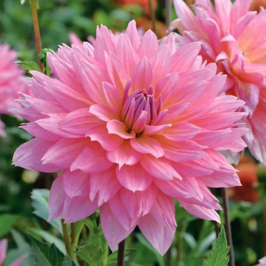 Dahlia décoratif 'Samantha' - Dahlia | Achat direct au producteur