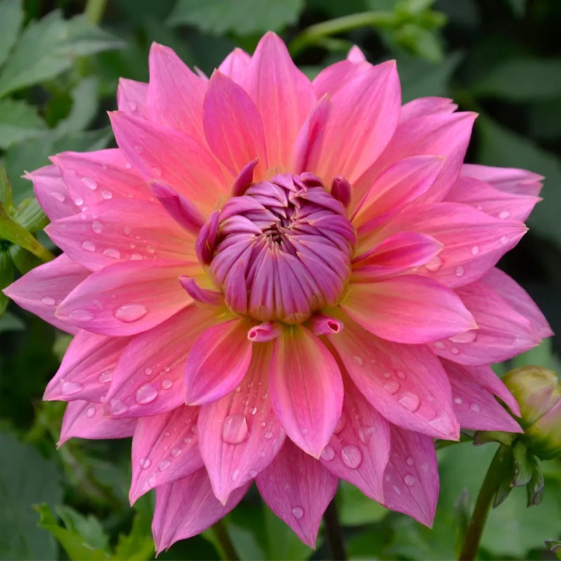 Dahlia décoratif 'Samantha' - Dahlia | Achat direct au producteur