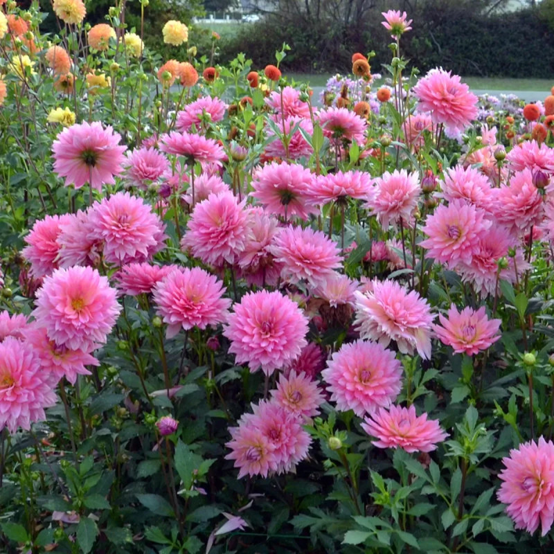 Dahlia décoratif 'Samantha' - Dahlia | Achat direct au producteur