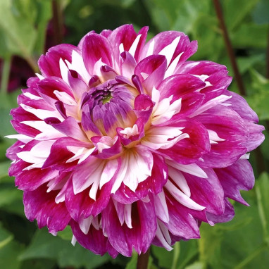 Dahlia décoratif 'Prince d'Eckmühl' - Dahlia | Achat direct producteur