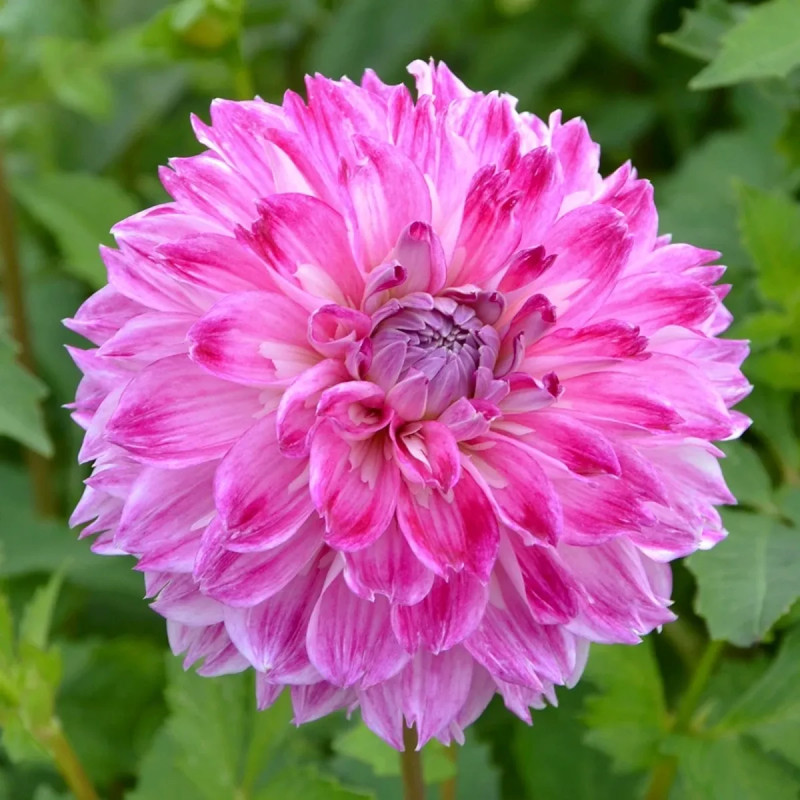 Dahlia décoratif 'Prince d'Eckmühl' - Dahlia | Achat direct producteur