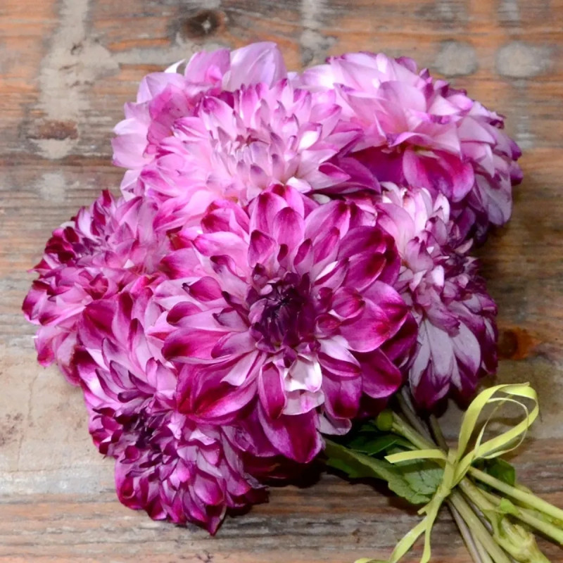 Dahlia décoratif 'Prince d'Eckmühl' - Dahlia | Achat direct producteur