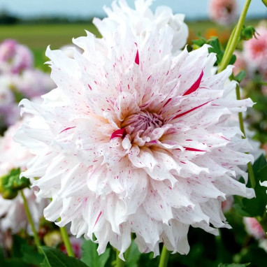 Dahlia décoratif 'Riviera' - Dahlia | Achat direct au producteur