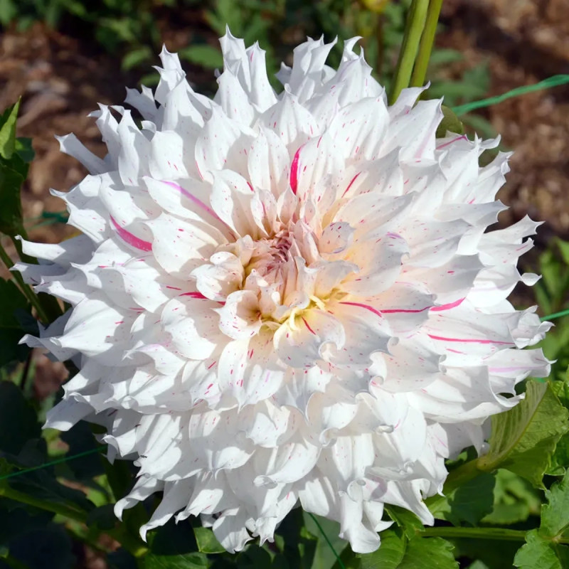 Dahlia décoratif 'Riviera' - Dahlia | Achat direct au producteur