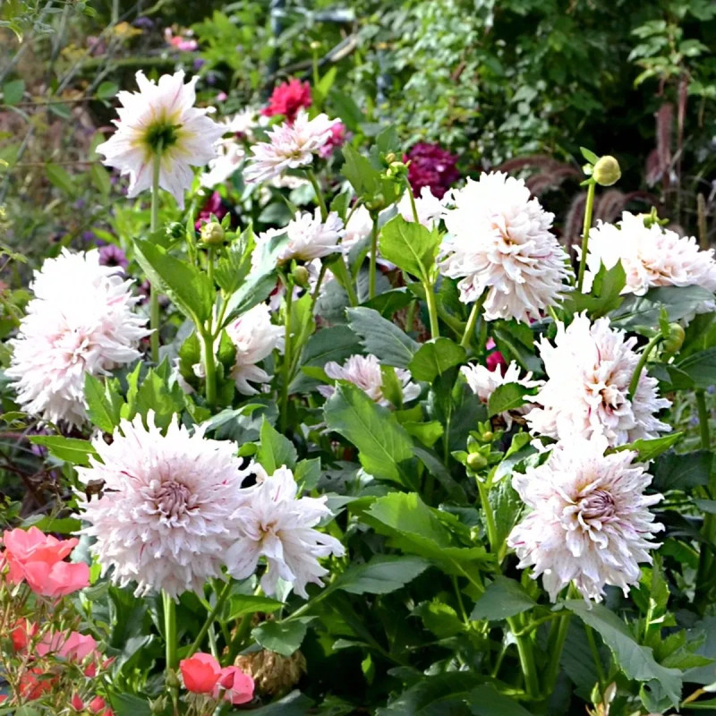 Dahlia décoratif 'Riviera' - Dahlia | Achat direct au producteur