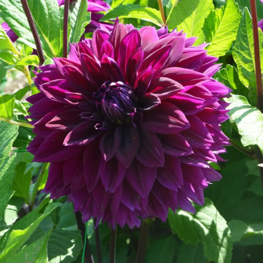 Dahlia décoratif 'Thomas Edison' - Dahlia | Achat direct au producteur