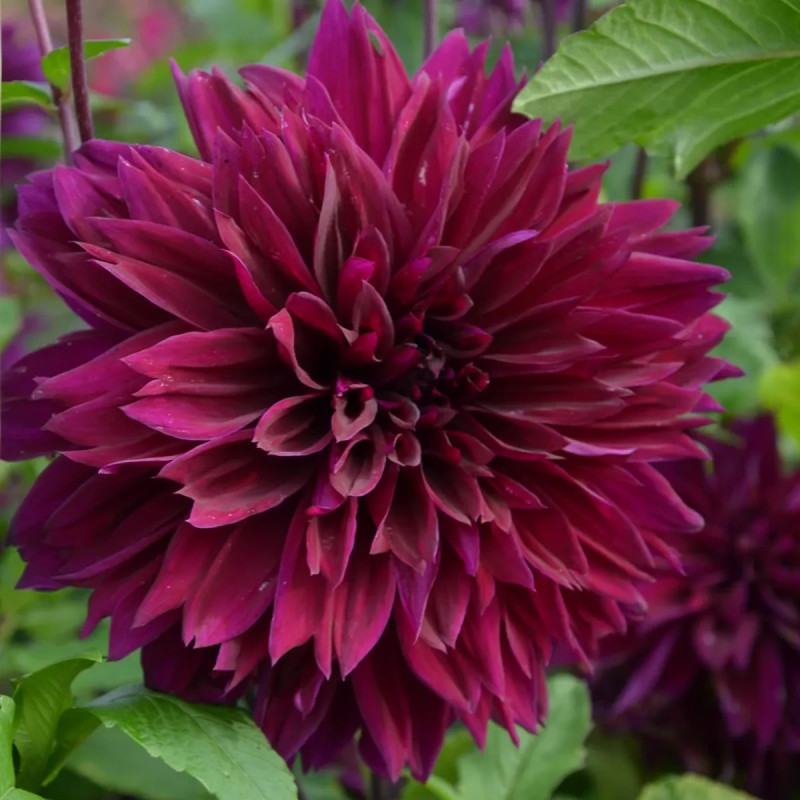 Dahlia décoratif 'Thomas Edison' - Dahlia | Achat direct au producteur