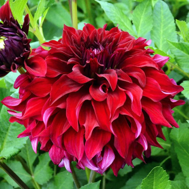 Dahlia décoratif 'Spartacus' - Dahlia | Achat direct au producteur