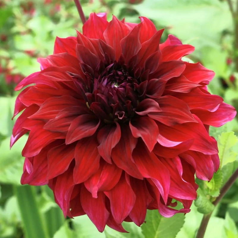 Dahlia décoratif 'Spartacus' - Dahlia | Achat direct au producteur