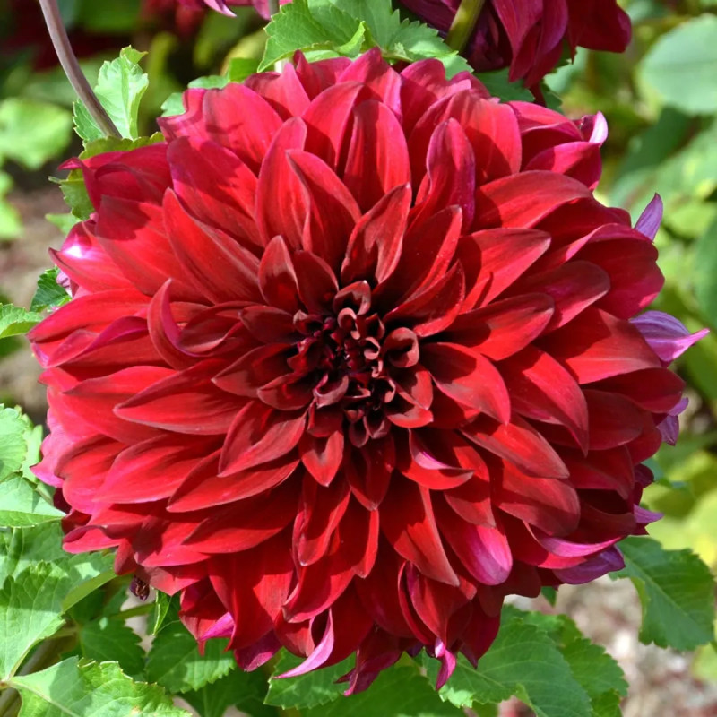 Dahlia décoratif 'Spartacus' - Dahlia | Achat direct au producteur