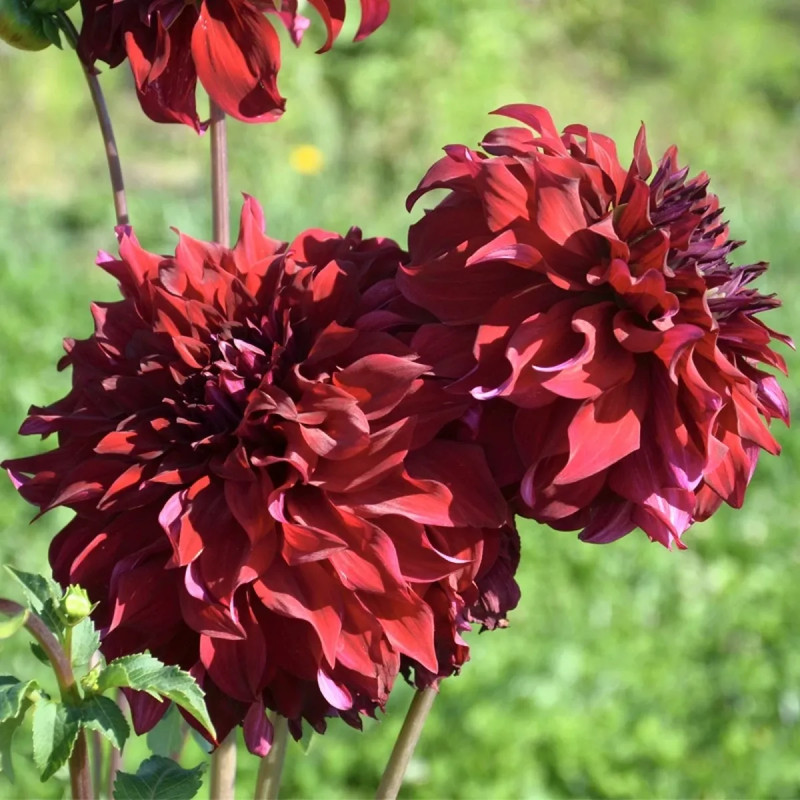 Dahlia décoratif 'Spartacus' - Dahlia | Achat direct au producteur