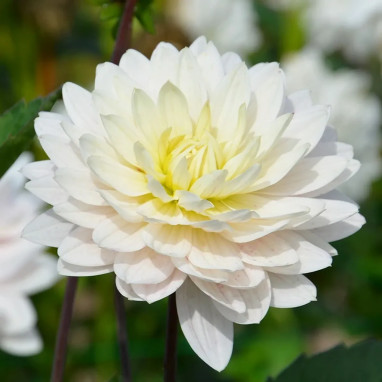 Dahlia décoratif 'Blankass' - Dahlia | Achat direct au producteur