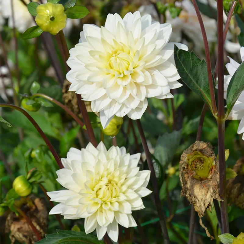 Dahlia décoratif 'Blankass' - Dahlia | Achat direct au producteur