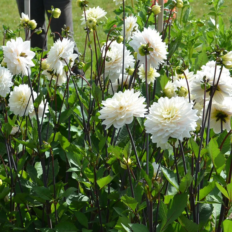 Dahlia décoratif 'Blankass' - Dahlia | Achat direct au producteur