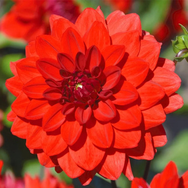 Dahlia décoratif nain Brasilia - Dahlia | Achat direct au producteur