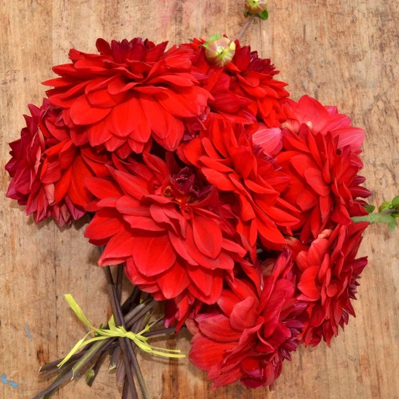 Dahlia décoratif nain Brasilia - Dahlia | Achat direct au producteur