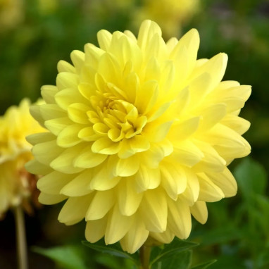 Dahlia décoratif 'Copacabana' - Dahlia | Achat direct au producteur