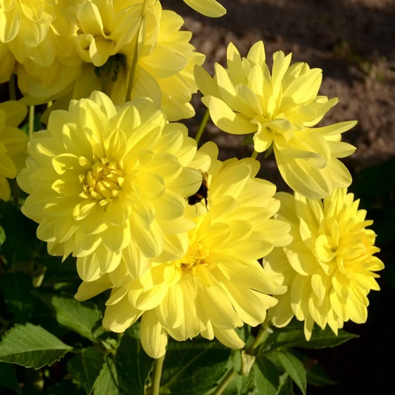 Dahlia décoratif 'Copacabana' - Dahlia | Achat direct au producteur