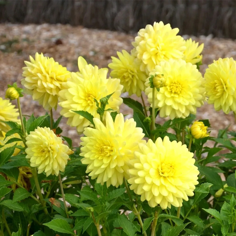 Dahlia décoratif 'Copacabana' - Dahlia | Achat direct au producteur