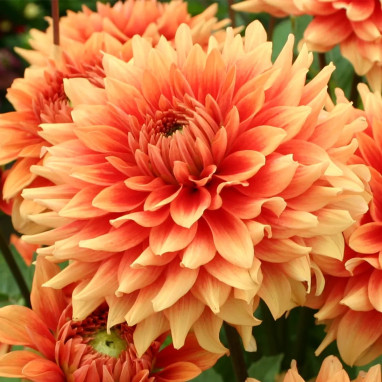 Dahlia décoratif 'Château d'Urville' - Dahlia | Achat producteur