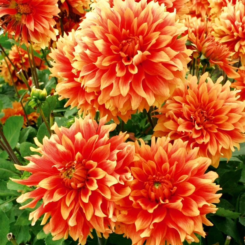 Dahlia décoratif 'Château d'Urville' - Dahlia | Achat producteur