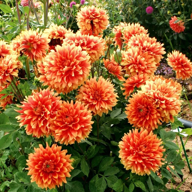 Dahlia décoratif 'Château d'Urville' - Dahlia | Achat producteur