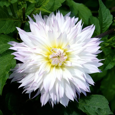 Dahlia Décoratif 'Crazy Love' - Dahlia | Achat direct au producteur