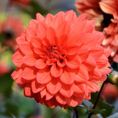 Dahlia décoratif nain 'Terra Botanica' | Achat producteur